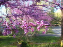 Judas tree,redbud

